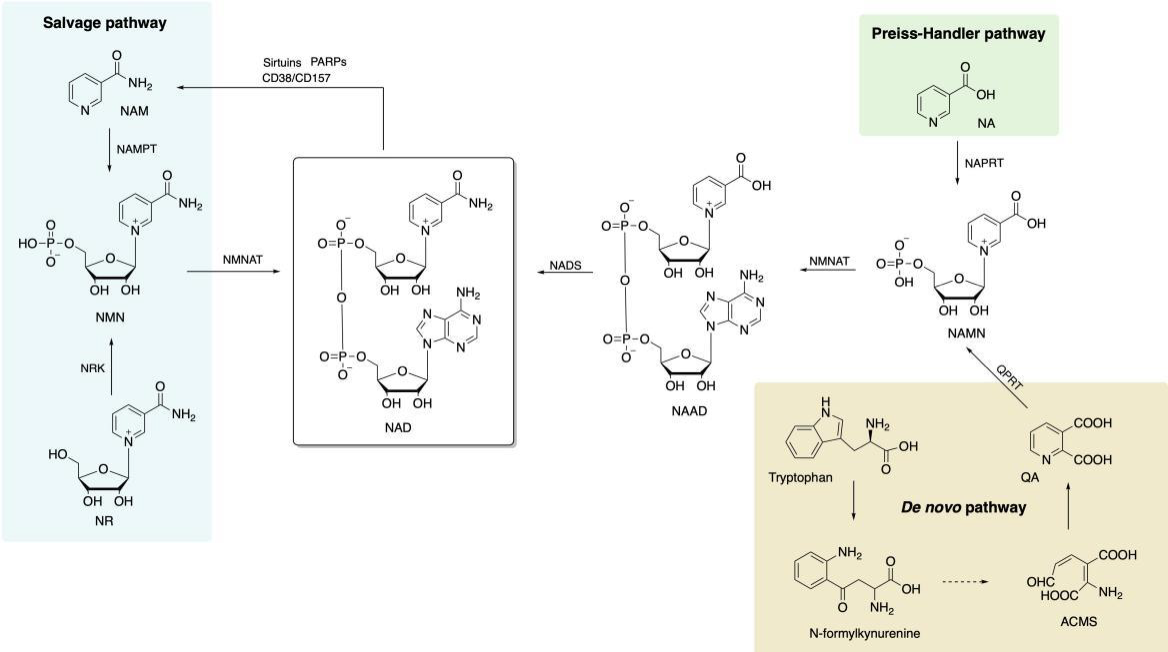 NA、NAM、NR、NMN的分子结构和它们在哺乳动物细胞中NAD+的合成途径